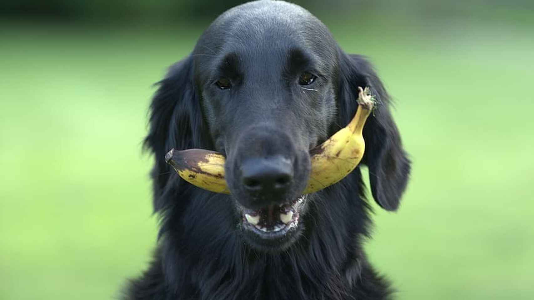 Cómo entrenar a tu perro: los mejores consejos y trucos Cómo entrenar a tu perro: los mejores consejos y trucos